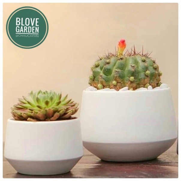 (6x8cm) Chậu kim cương thấp cao 6 cm trồng cây Để Bàn, Cây Nội Thất, Sen Đá, Xương rồng, Cây Bonsai