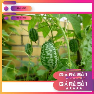 Hạt giống Dưa hấu tí hon (10 hạt)