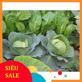 1g Hạt giống Bắp cải xanh (tặng gói kích nẩy mầm và hướng dẫn) VIETPHAT