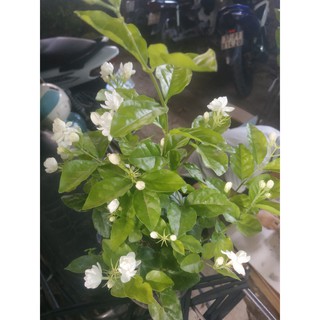 Chậu hoa nhài - chi ân khách hàng-đang ra hoa thơm