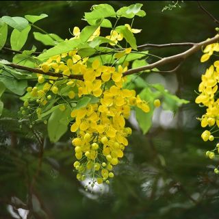 Cây giống muồng hoàng yến, ban tím