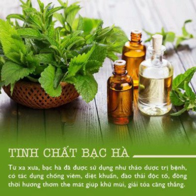 New Tinh dầu treo xe, treo phòng Hương Bạc hà tặng 1 lọ tinh dầu 10ml