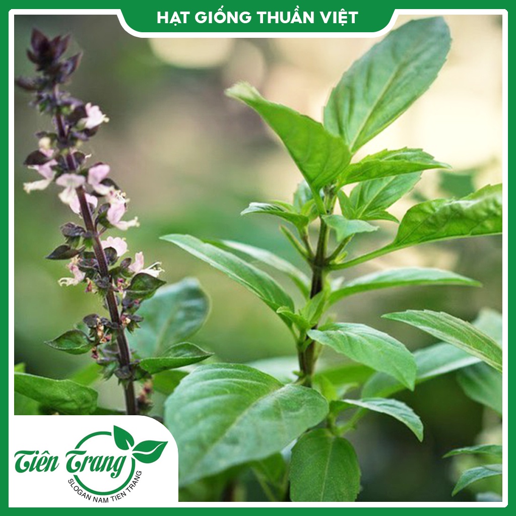 Hạt giống rau húng quế TN-30