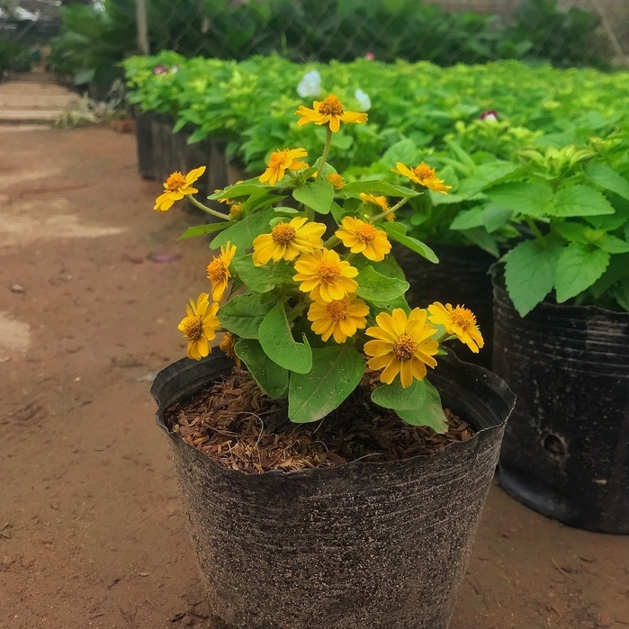 Cây Hoa Cúc Mặt Trời Đã Có Hoa Và Nhiều Nụ  cây dễ trồng, trang trí sân vườn, ban công