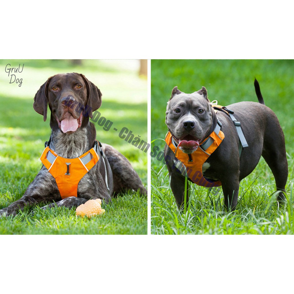 Đai Yếm dắt chó đi dạo GruU Dog cao cấp