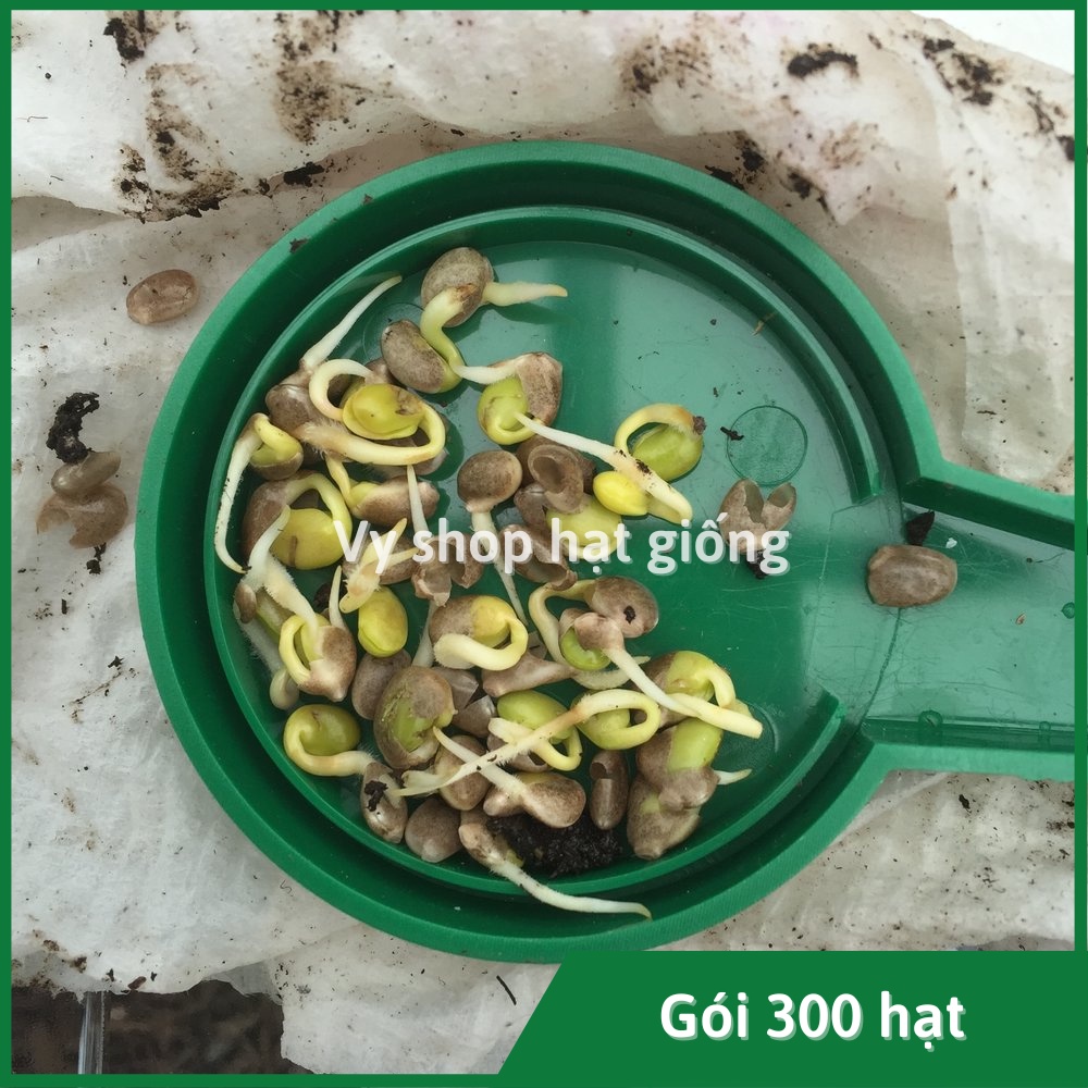 Hạt giống hoa đậu Lupin - Lupinus Micranthus mix màu gói 50 hạt