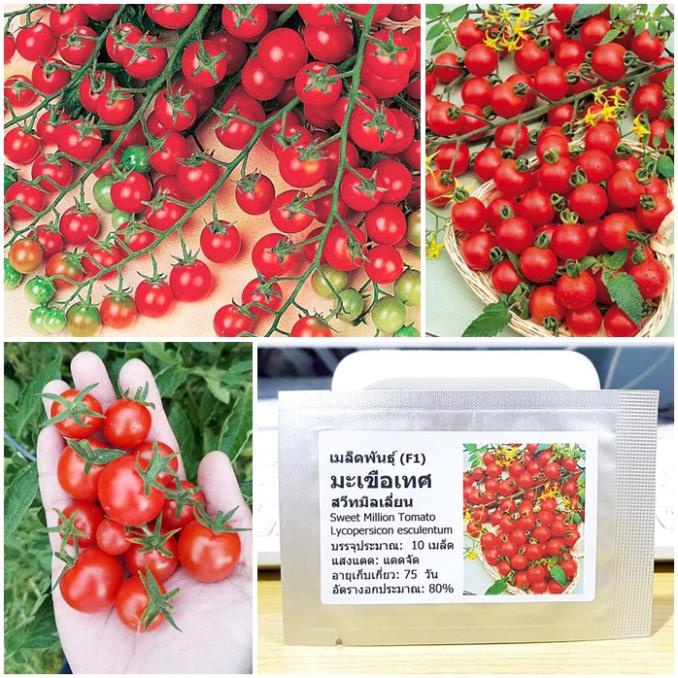 Hạt giống cà chua chuỗi ngọc giống thái lan 30 hạt SHOP MỚI KHYẾN MẠI GIÁNG SINH
