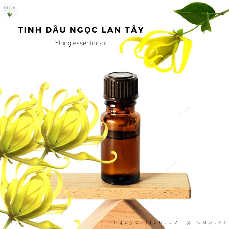 Tinh dầu Ngọc Lan Tây (Ylang) nguyên chất 5ml/10m;/30ml - Tinh dầu mỹ phẩm, khuyếch tán, làm nến thơm