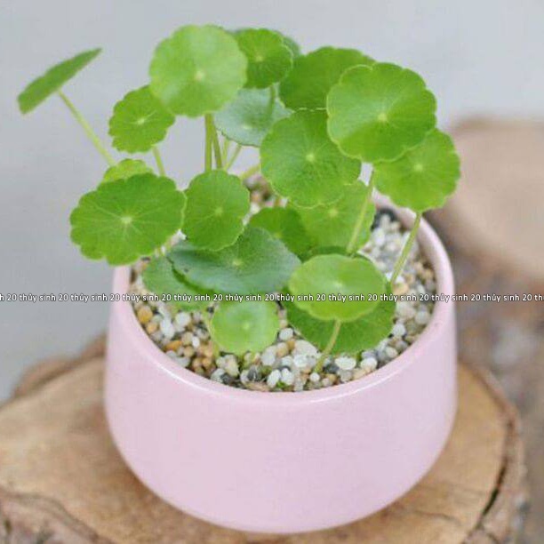 Mua Cây Sen Dù, Rau Má Thuỷ Sinh, Cỏ Đồng Tiền [chỉ ship tỉnh phía Nam ...