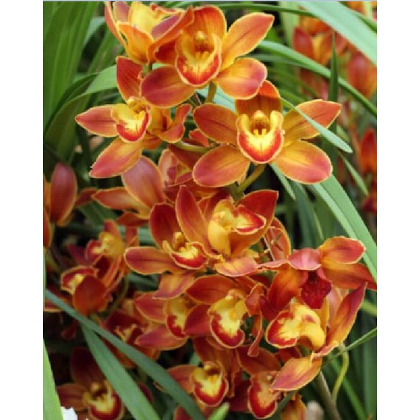 Bộ 6 củ giống hoa địa lan santo mix màu