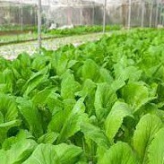 Hạt giống rau cải mơ hoàng mai (tặng kèm phân)