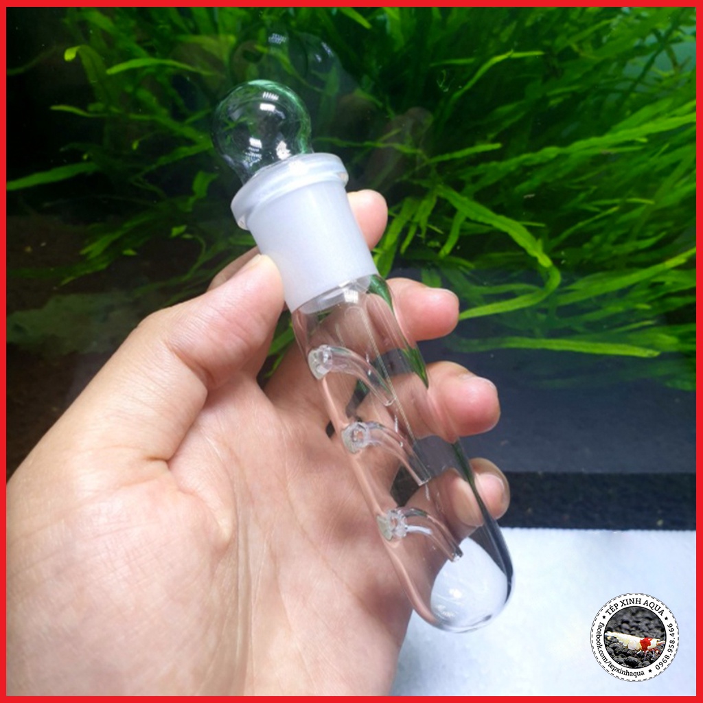 Bẫy Sán Thủy Tinh 3 Lỗ Cho Bể Tép Cảnh - Bẫy Diệt Sán Nhanh cho hồ thủy sinh