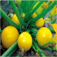 Hạt giống Bí Ngồi Quả tròn F1