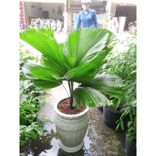 Cây Cọ Nhật Lớn