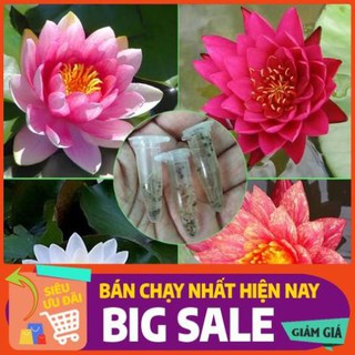 [Chất lượng cao] [Hàng chuẩn] [Free ship] Hạt giống Hoa súng Thái mini - Tuýp 20 - 30 hạt, nhiều màu