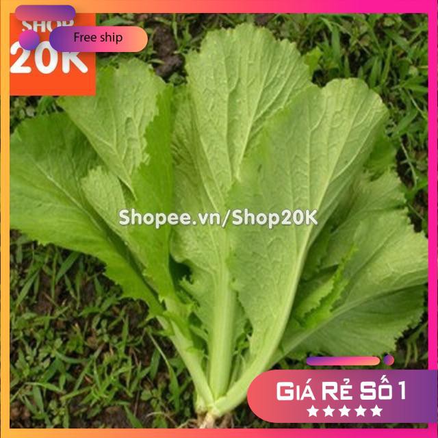 Giống Cải Bẹ Xanh mỡ