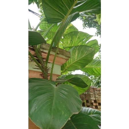 5 khúc cây trầu bà Epipremnum Mable queen variegated