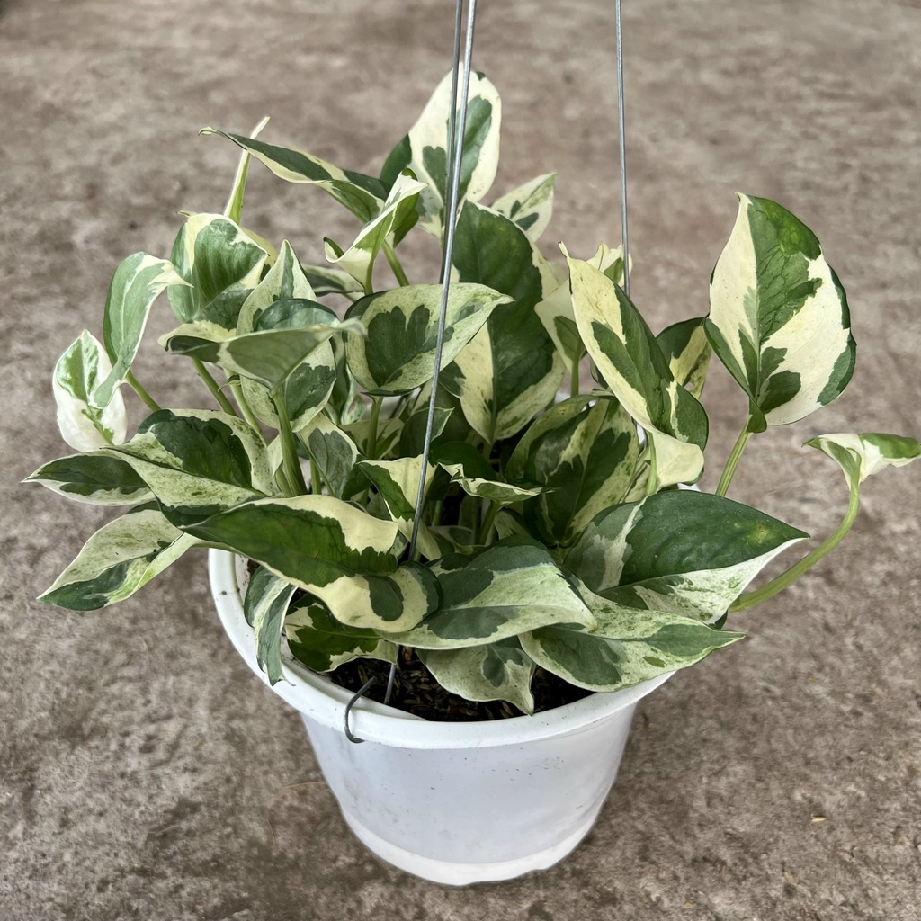 Cây trầu bà sữa, vạn niên thanh cẩm thạch treo giỏ bán kính 25cm, chậu cây trang trí nội thất, sân vườn