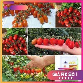 HẠT GIỐNG CÀ CHUA CHERRY ANH ĐÀO F1 - ĐỎ