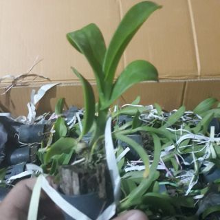 Denro nhiều màu size giống