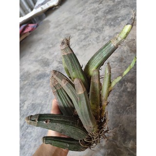 Địa lan Hạc Đỉnh Vàng (củ nhỏ)