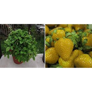 HẠT GIỐNG DÂU TÂY VÀNG GÓI 100 HẠT