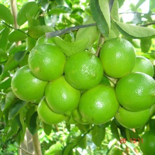 Cây chanh chanh tứ quý, Cây giống chanh ta