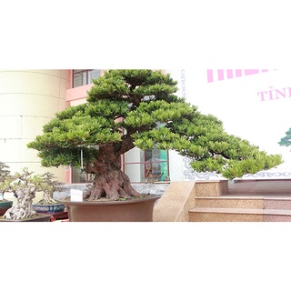 Cây giống tùng la hán - cây giống lớn cao tầm 1m