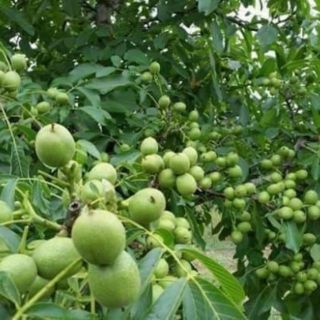 Cây giống óc chó
