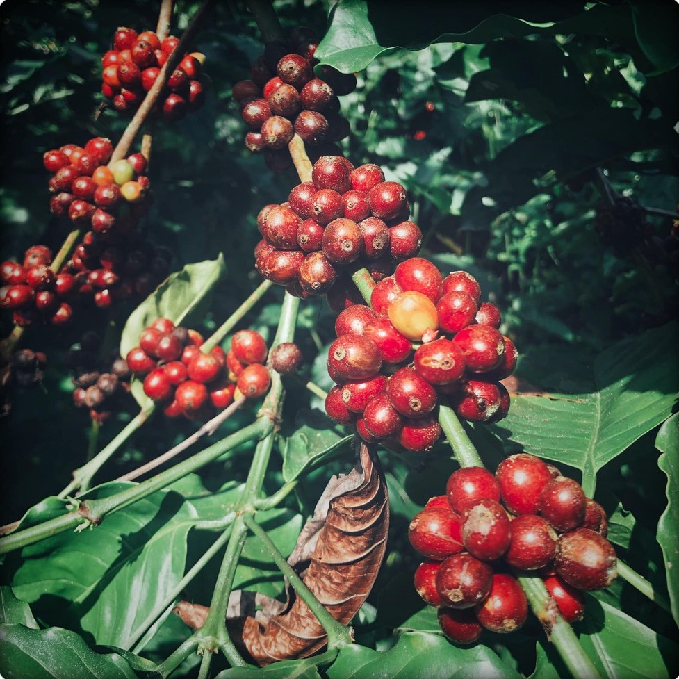 Cafe phin giấy robusta nguyên chất rang xay EARLY MORNING, cà phê phin túi lọc túi 10 gói | BigBuy360 - bigbuy360.vn