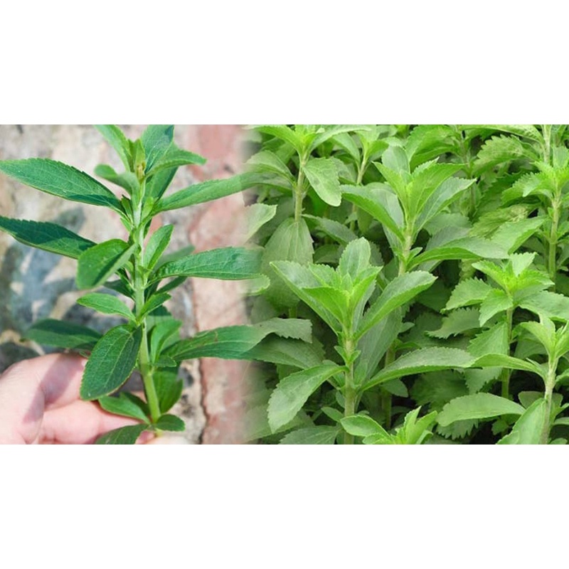 50 Hạt Giống Cỏ Ngọt Stevia NẢY MẦM CỰC TỐT 100%