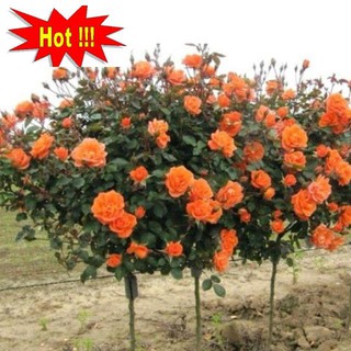 Hạt giống Hoa hồng Thân gỗ (gói 10 hạt nhiều màu)