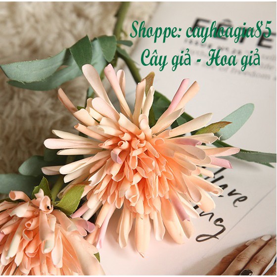 Hoa giả - Hoa Cúc Vuốt