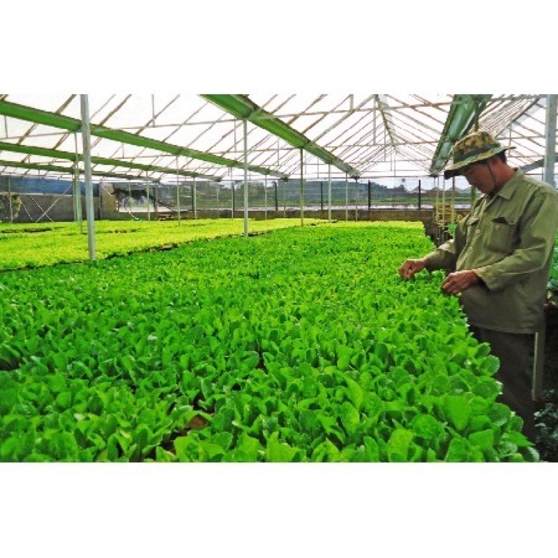 1kg đất trộn hỗn hợp 6 thành phần