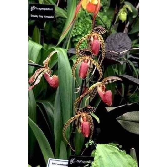 🍀HÀNG ĐẸP🍀Hoa Lan hài râu