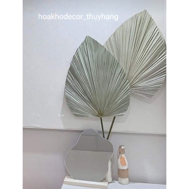 Lá cọ khô tự nhiên trang trí, decor nhà cửa, tiệc cưới, chụp hình