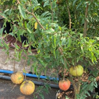 Cây lựu đỏ ... thái...