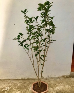 Cây mộc hương