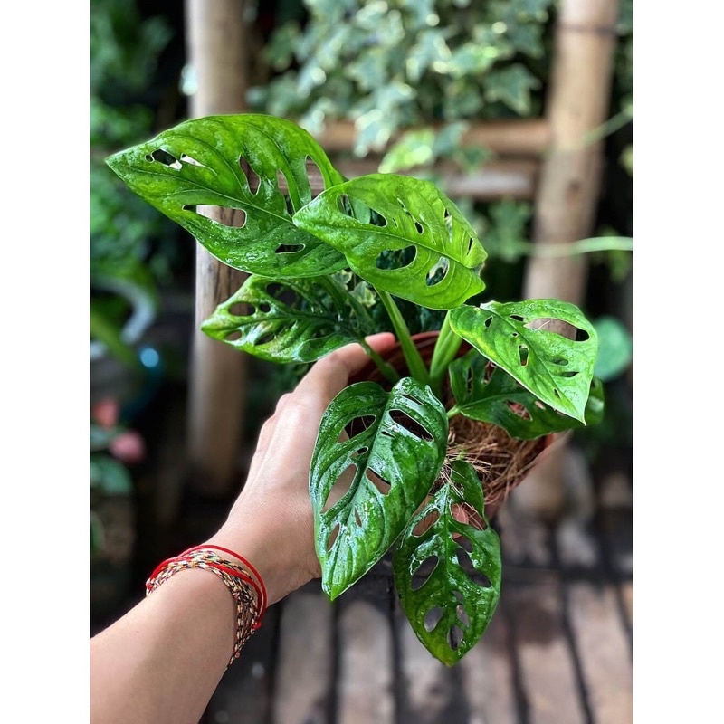 Cây Monstera adansonii Five Holes  chậu nhựa