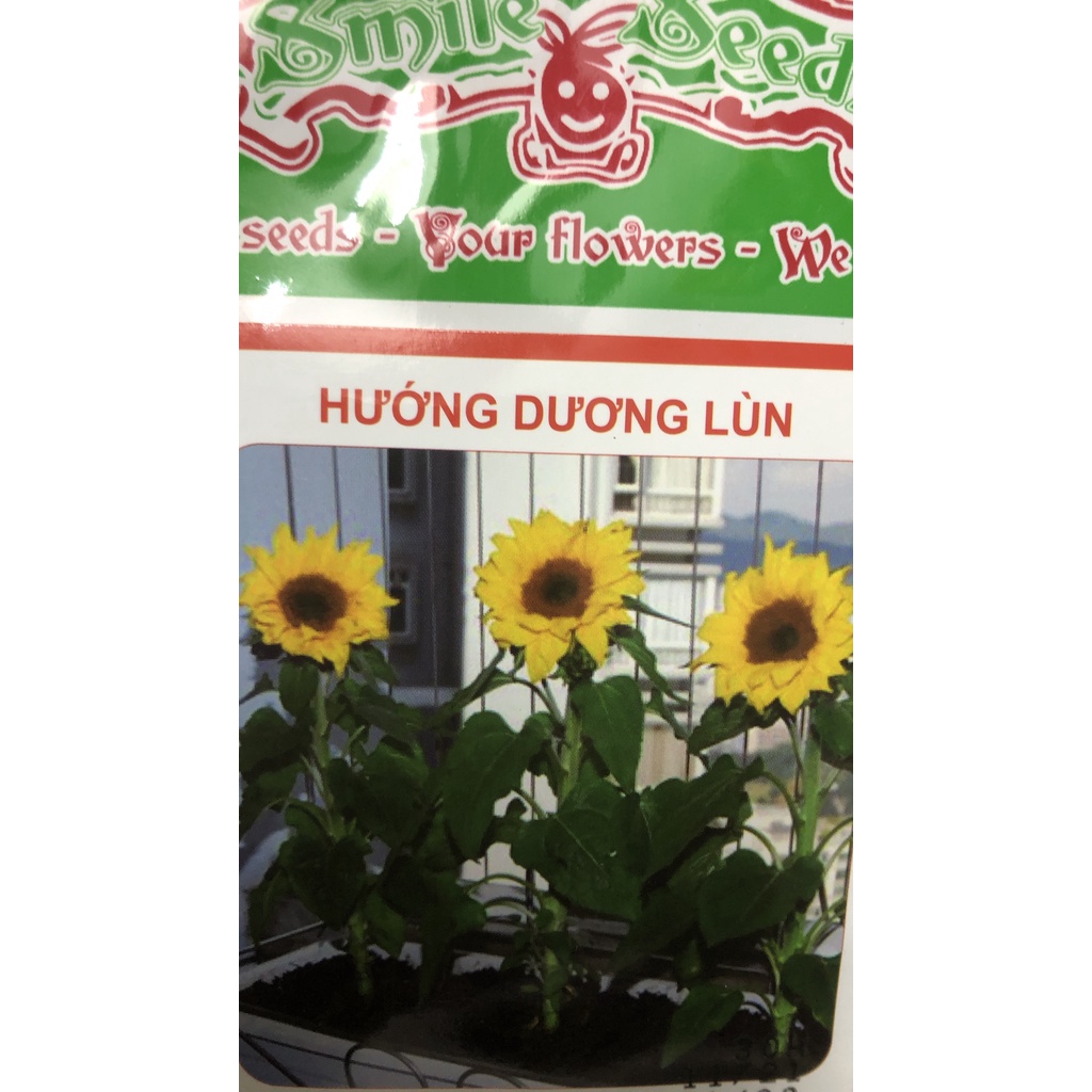 Hạt giống hoa hướng dương lùn F1 🌱