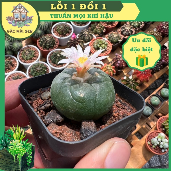 Xương rồng lopho Gác Mái Sen - cây mọng nước thuần khí hậu