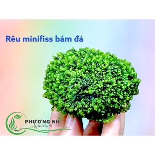Rêu minifiss lá nước bám đá