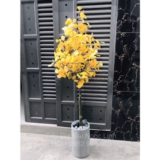 Cây ngân hạnh giả