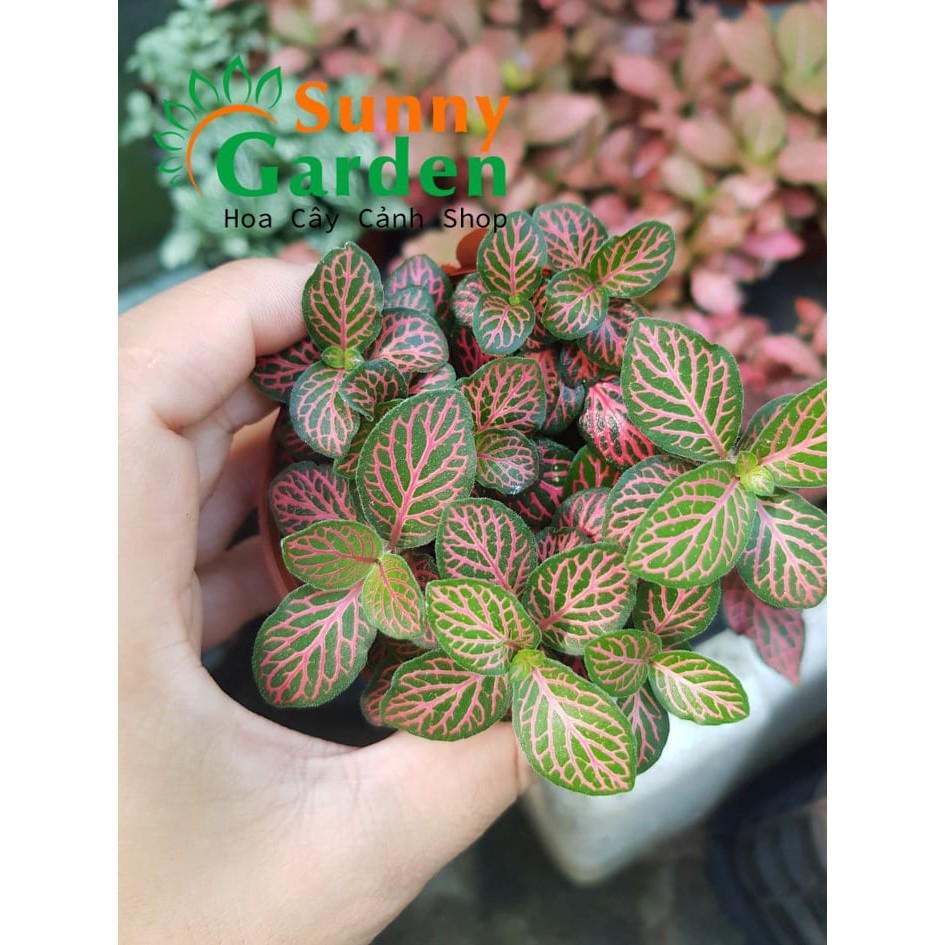 Cây Cẩm Nhung Fittonia - Sọc Trắng, Sọc Xanh, Sọc Hồng