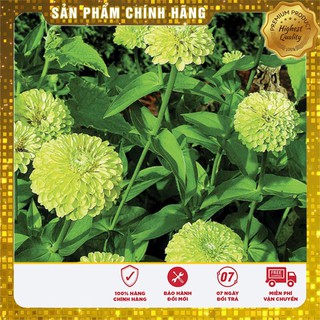 COMBO 2 gói hạt giống hoa cúc zinnia xanh TẶNG 1 phân bón