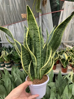 CÂy lưỡi hổ Thái trắng 3 thân
