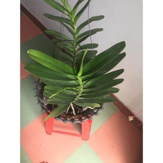 Hoa lan giáng thu (cây  cao 40cm,bộ rễ khỏe)
