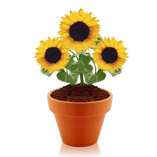 Hạt giống hoa hướng dương kiểng Hướng dương lùn 30h
