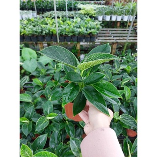 Đế vương Kim cương - cây để bàn - dễ chăm sóc