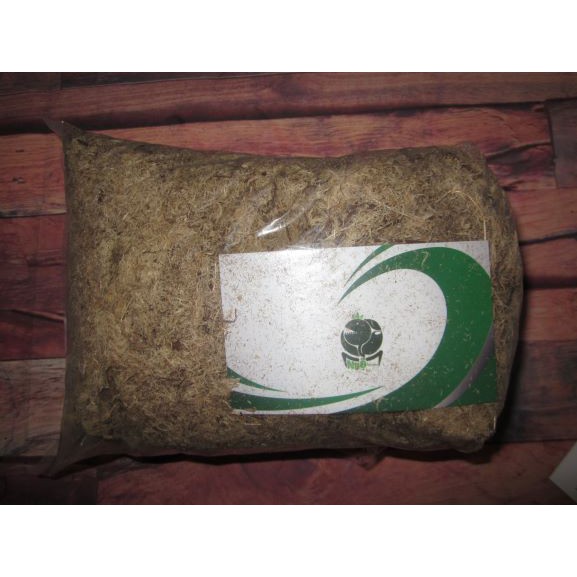 Dớn trắng trồng cây